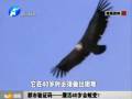 都市驗證碼——鷹活40歲會蛻變？