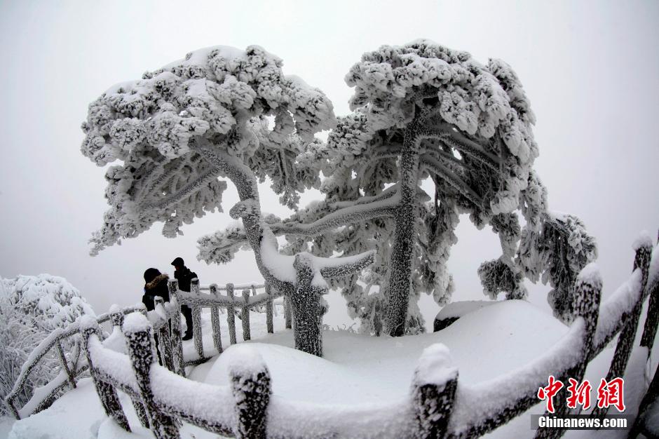 12月18日，雪后的安徽黃山風(fēng)景區(qū)出現(xiàn)了大面積雪凇美景，銀裝素裹，玉樹瓊枝，游人置身其間，如醉如癡。