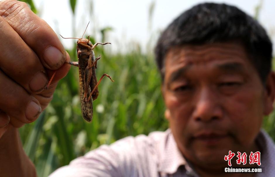 河南大量蝗蟲(chóng)蠶食玉米 飛機(jī)噴灑農(nóng)藥滅殺