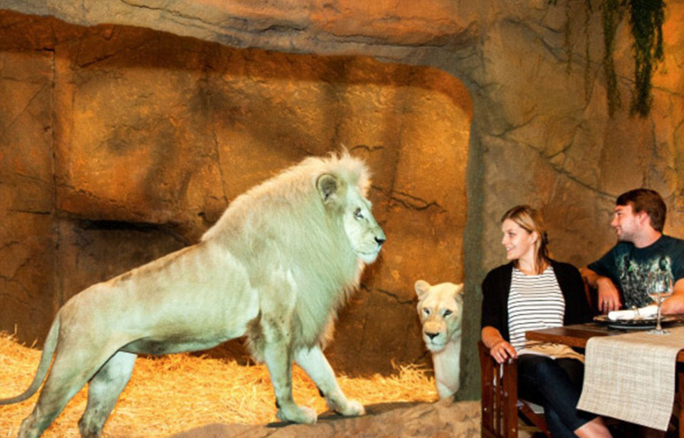 澳大利亞動(dòng)物園中開(kāi)旅館 房客可與獅子共進(jìn)晚餐
